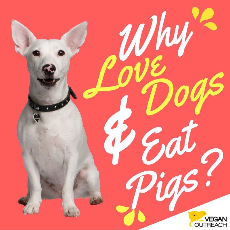 veganoutreach's tweet photo. Think about it 🐶🐷 https://t.co/IWhtdMP2Zl