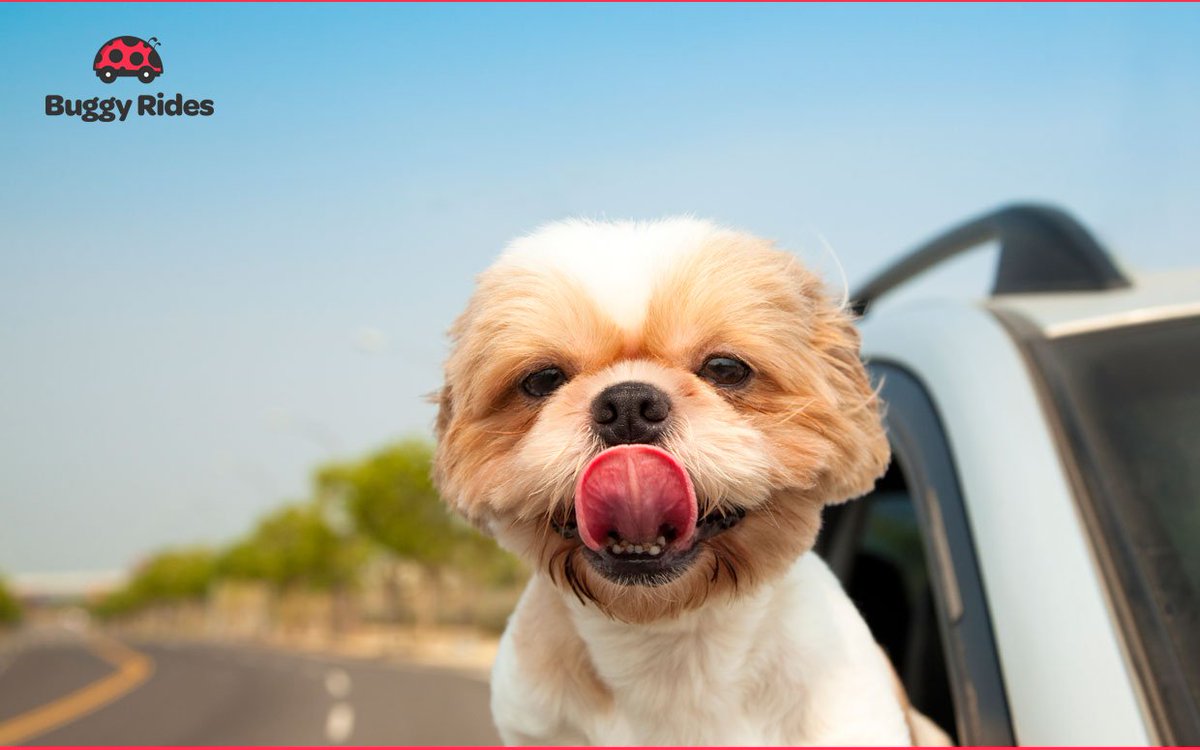 BuggyRidesApp's tweet photo. Pensamos en TODOS!
#PetFriendly #CDMX #BuggyRides #KeepMoving
https://t.co/oGkQatKiWV https://t.co/cSwHF7iHrR
