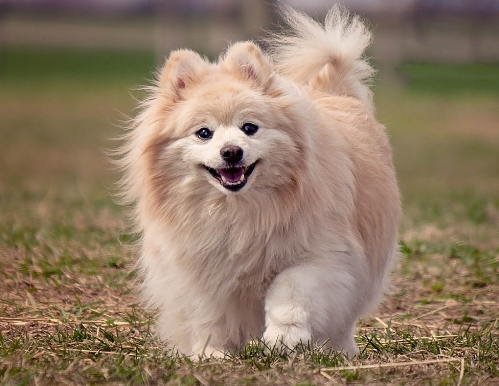 Things You Should Know Before Buying A Pomeranian. 