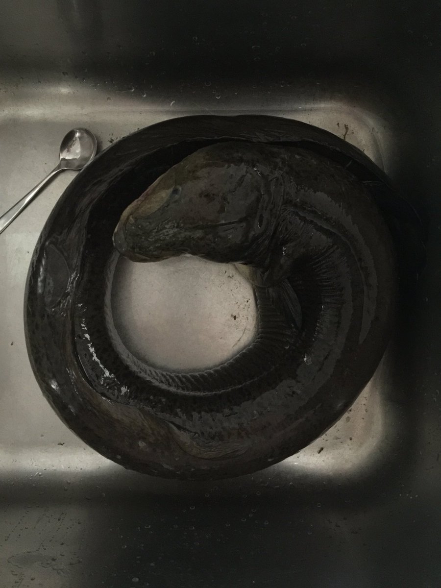 jcmacdonald's tweet photo. Throw another 3.something kilo eel on the barbie ... https://t.co/KriNBs23Ms