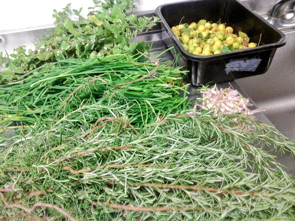 Chefnoelk1's tweet photo. @boilingjames foraging today #traleeculinarygangsters rosemary,peppermint,garlic chive,crab apple @tastekerry1 @BallymakennyF @chefpaulc https://t.co/zo5qk0CbTR