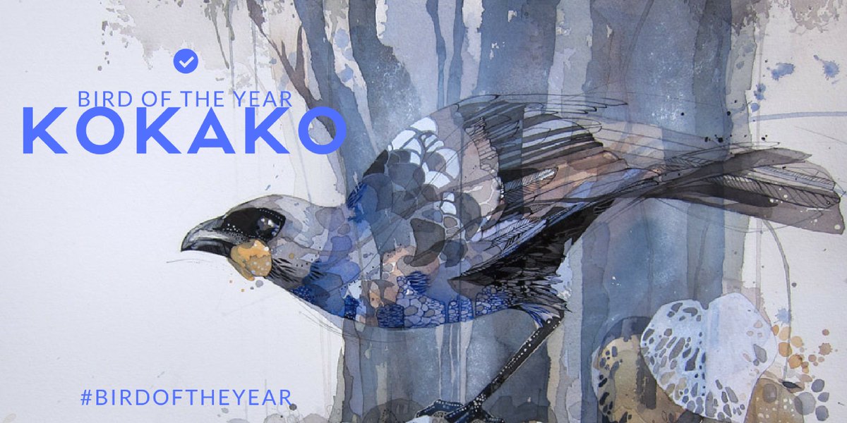 HotHouse_Nelson's tweet photo. @HotHouse_Nelson just voted for #kokako as #BirdOfTheYear. Beautiful image by Rachel Walker. cast your vote at https://t.co/EvB8SxD3bo https://t.co/T4aFLD6pEh