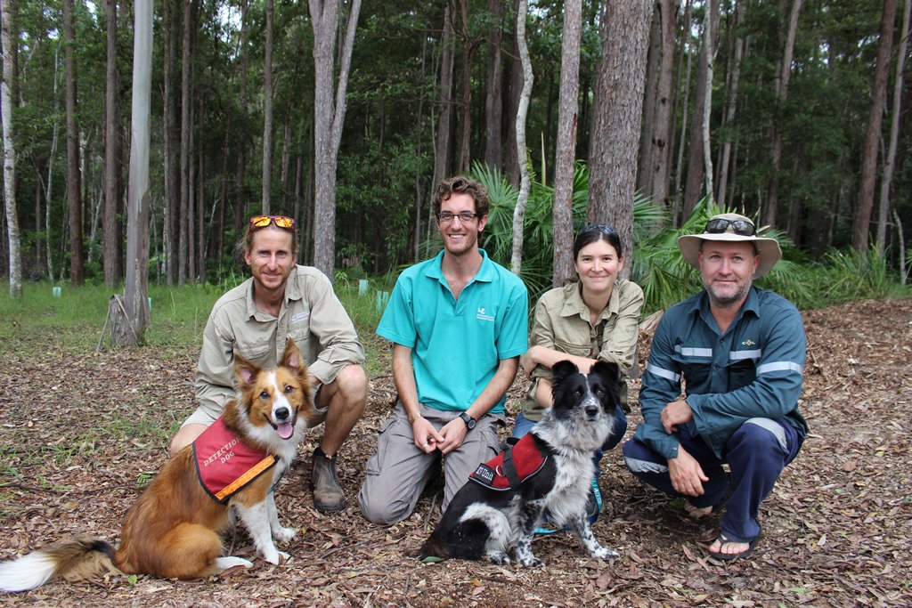 noosabiosphere's tweet photo. Do you live in Kin Kin or Cooroibah? Participate in the koala survey. More details here: https://t.co/xzqSywLQis https://t.co/NEaaT7CcpM