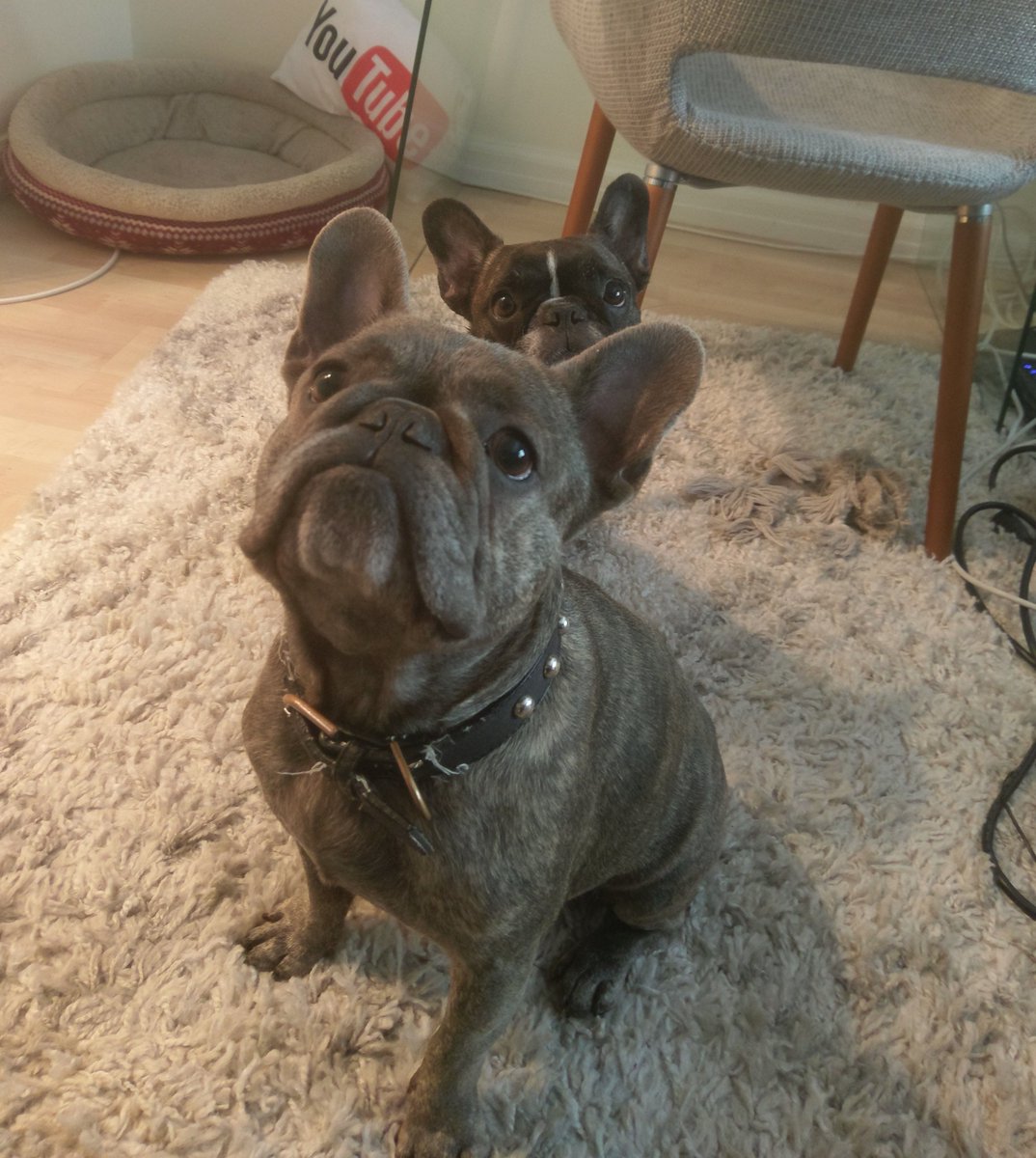 Bjergsen's tweet photo. So happy I got to see my old boy Kappa and his new bestie 🐶 https://t.co/ABYc4MVQ4X