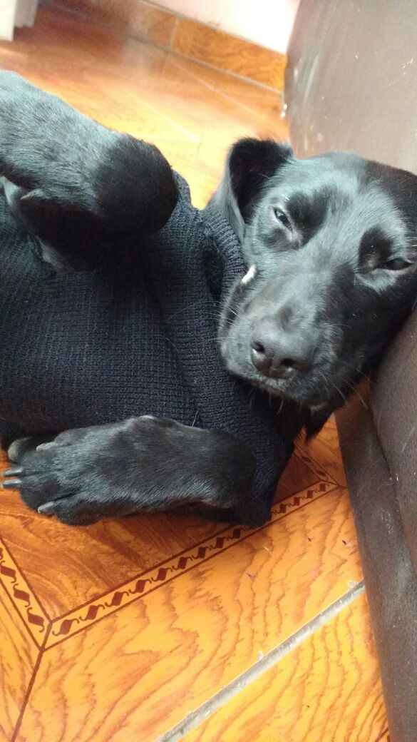 A mercedes la fueron a botar a la #vegacentral  #callejeritosdelavega necesitamos hogar para ella hoy se fue a esterilizar