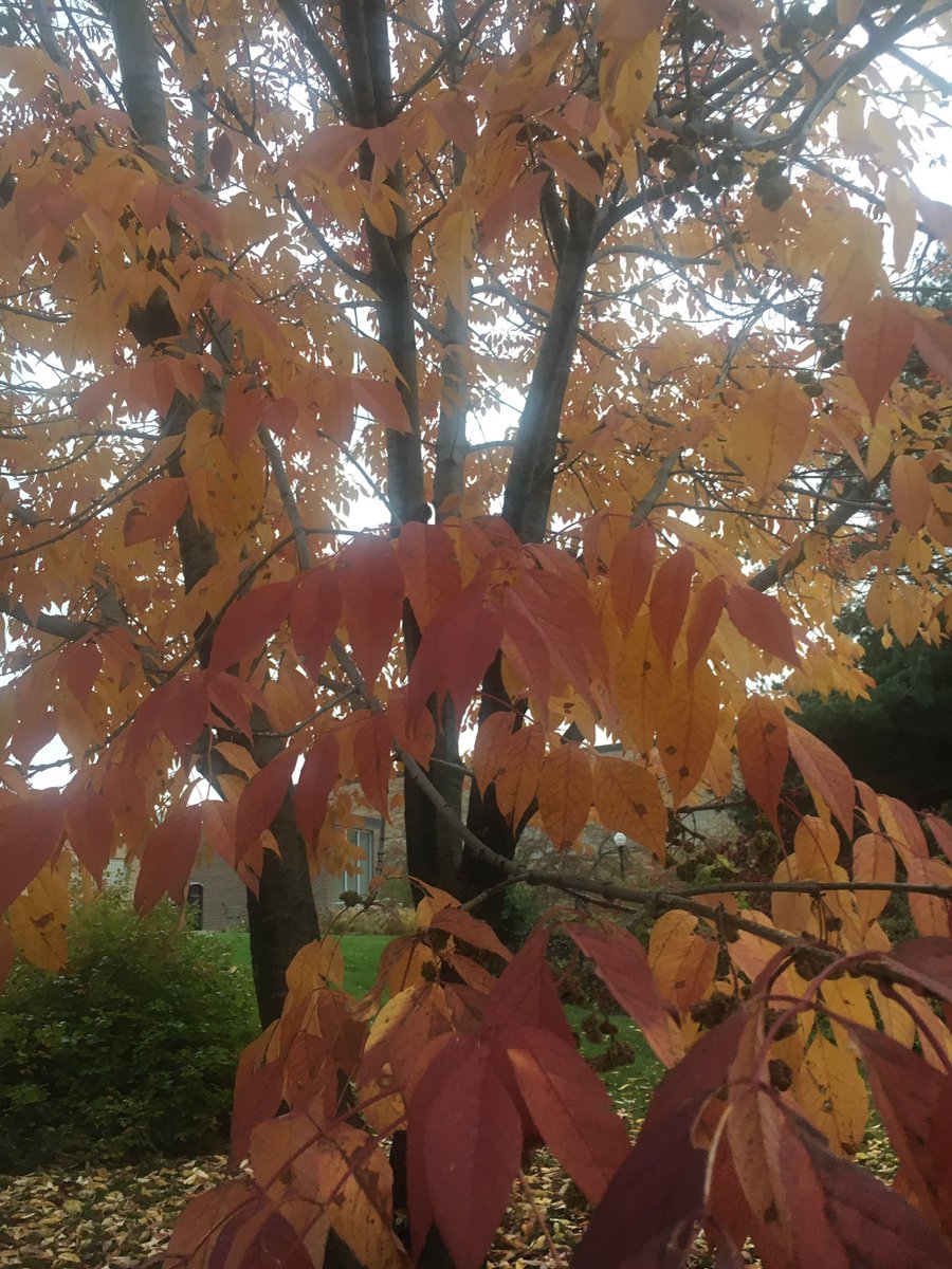 Rica__Snow's tweet photo. Loving the colors in my area!! #FallColors #leaves https://t.co/GzRQ5QQhjG