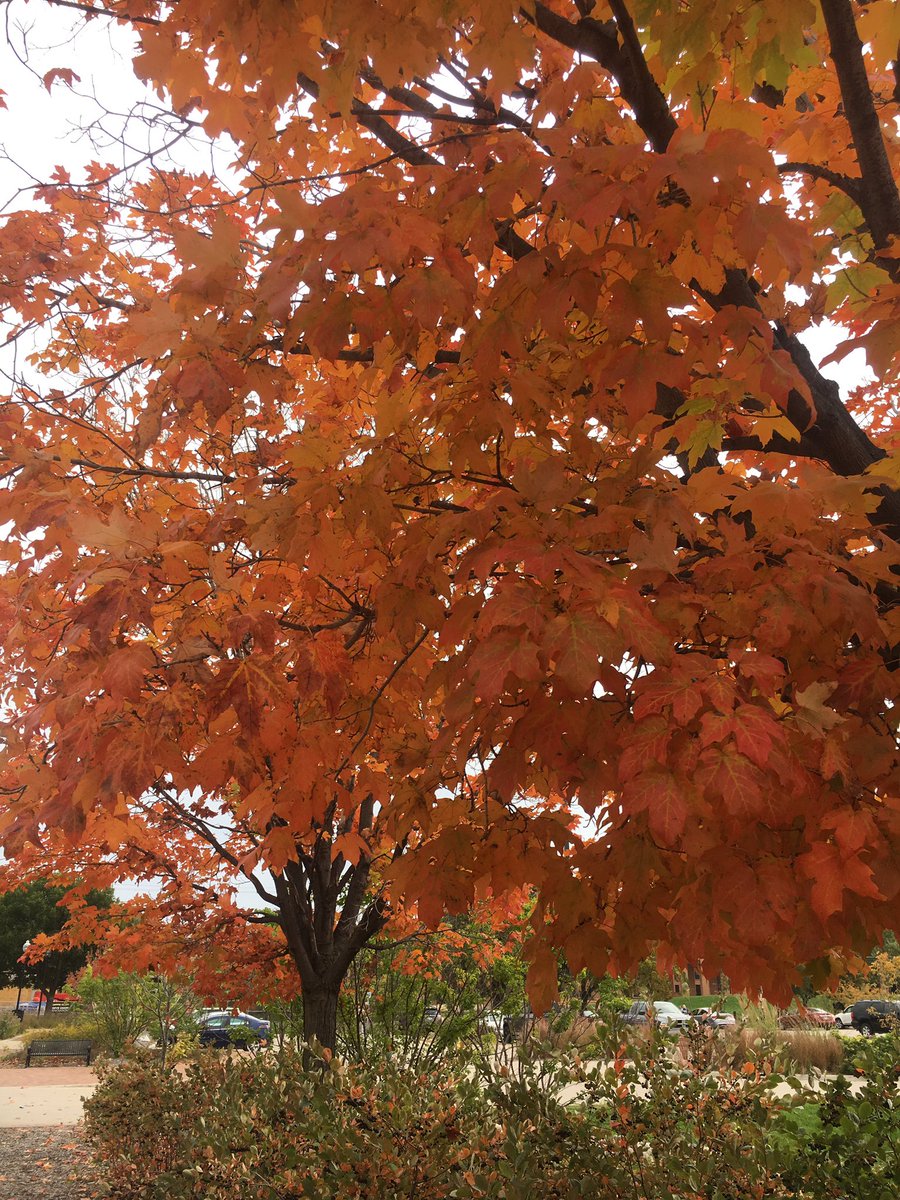 Rica__Snow's tweet photo. Loving the colors in my area!! #FallColors #leaves https://t.co/GzRQ5QQhjG