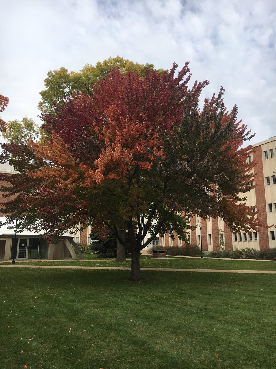 Rica__Snow's tweet photo. Loving the colors in my area!! #FallColors #leaves https://t.co/GzRQ5QQhjG