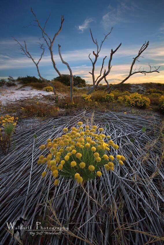 WaldorffPhoto's tweet photo. "Flower Nest" 📸📷📸

https://t.co/5tTShVzcjE

#Navarre Beach, #Florida
#waldorffphotography https://t.co/y9aMNO4ODL