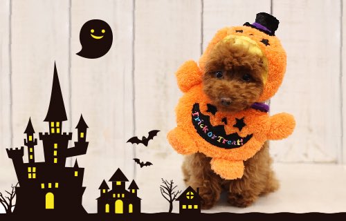 What would you like to be on this Halloween? Check out our costume collection!
hachi-melbourne.com.au/collections/ha…