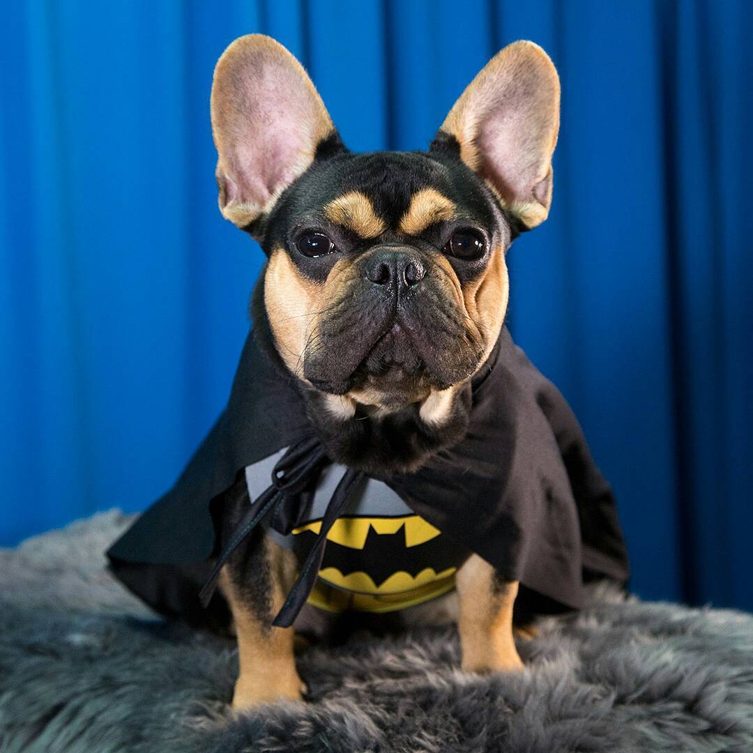 We're only a couple weeks away from Halloween! Our friend Hamlet already got his costume ready. #Frenchie #Bulldog #Batman