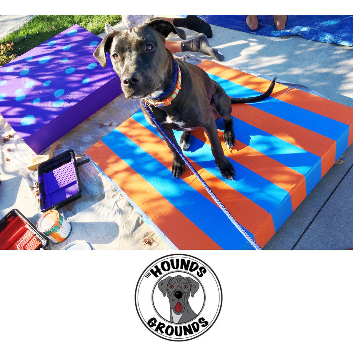 houndsgrounds's tweet photo. Sammy testing out The Hounds Grounds new Platforms. https://t.co/KDM8ufSxWC