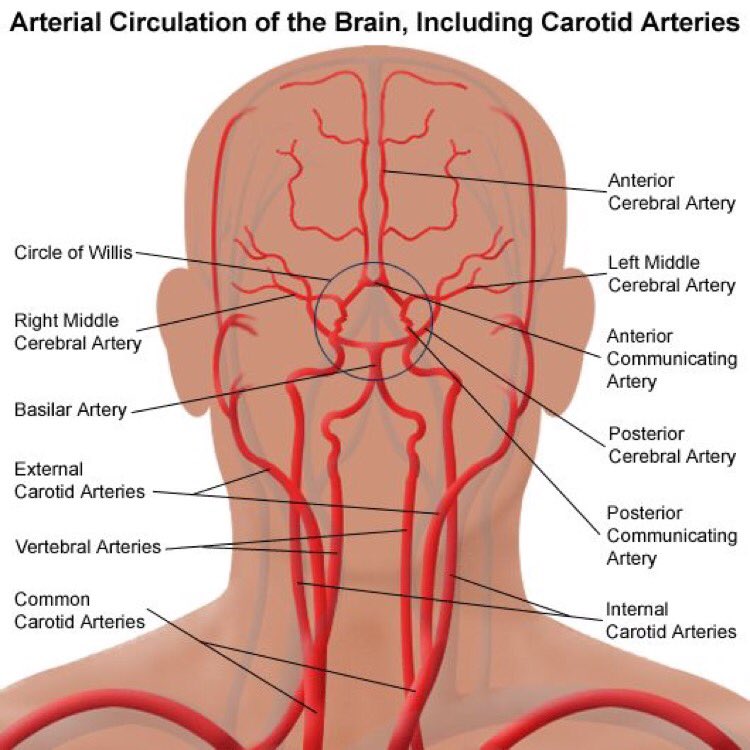 Анатомия сосудов головы. Артерии мозга Виллизиев круг. Церебральные сосуды головного мозга что это. Бца анатомия сосуды. Брахиоцефальные сосуды анатомия.