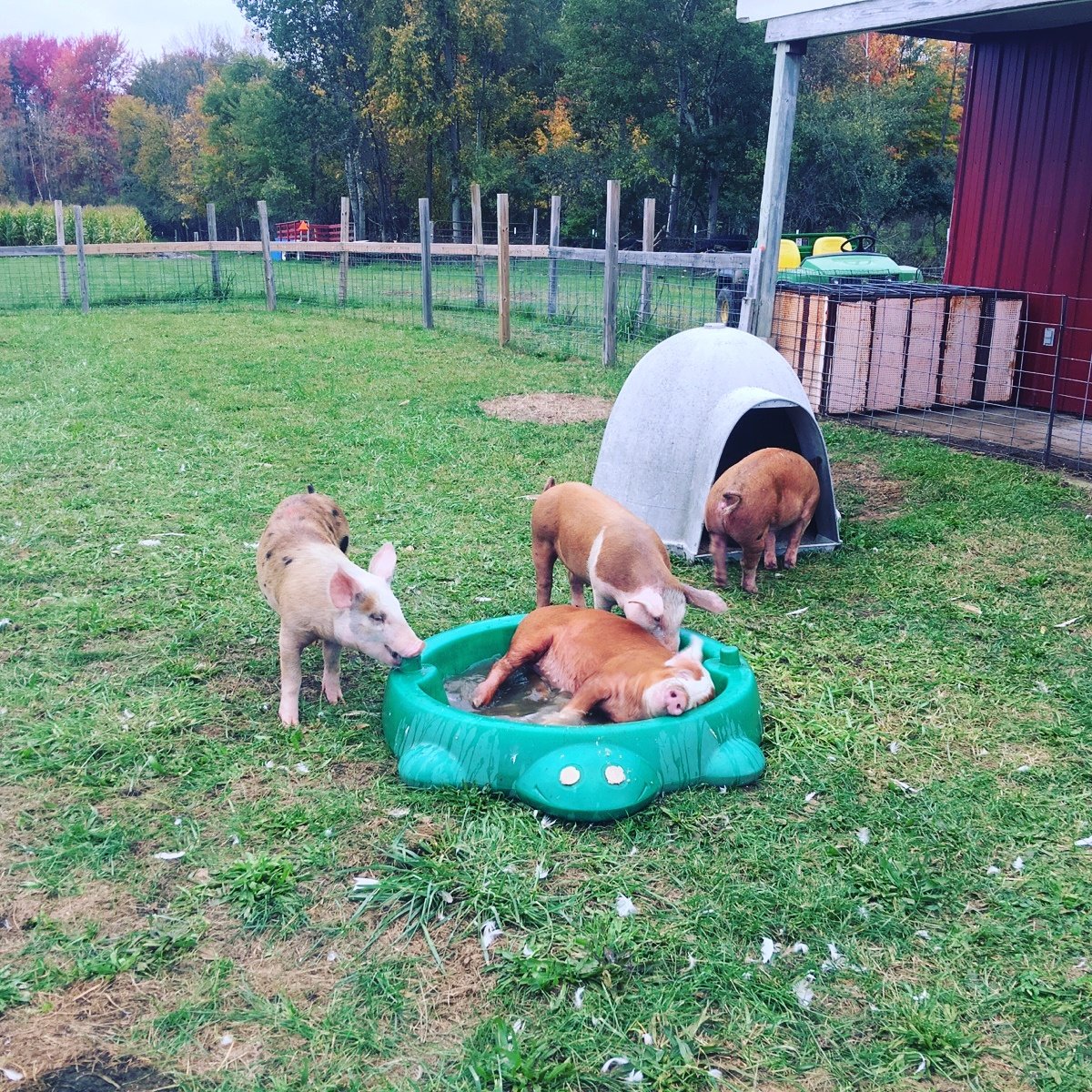 Gmapumpkinpatch's tweet image. What do you call a laundromat for pigs? ........A hog wash. #FarmLife #pigs #GrandmasPumpkinPatch
