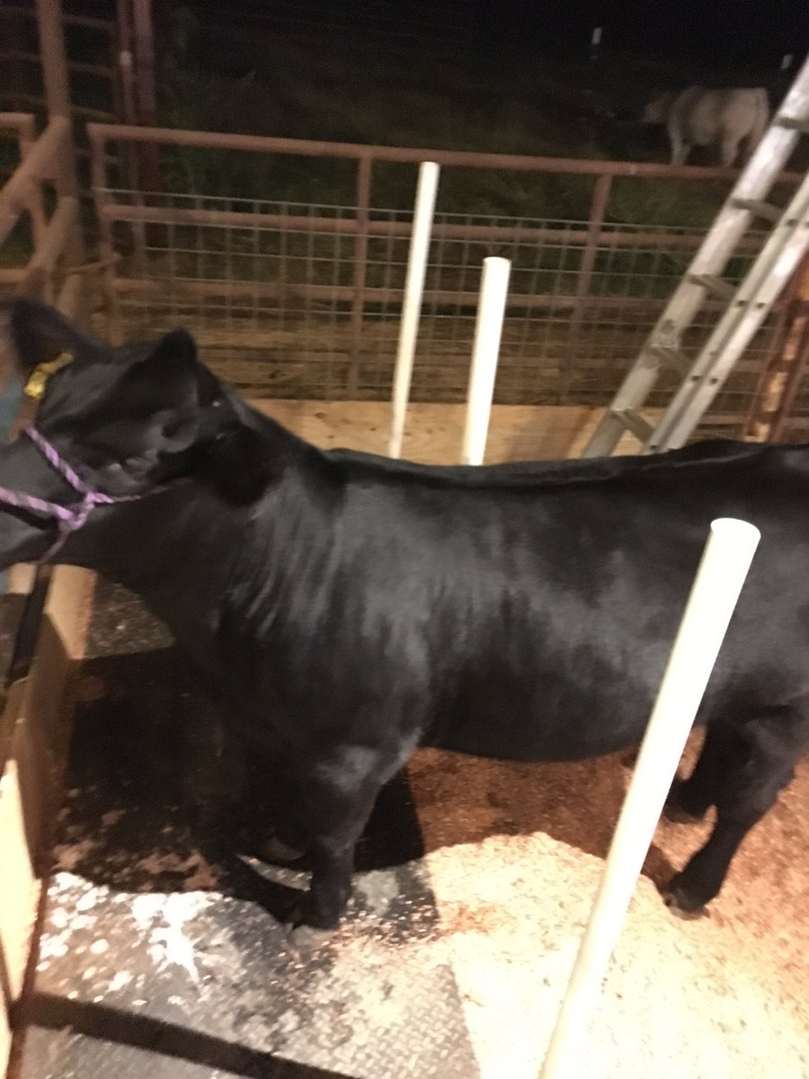 RCFdad's tweet image. The best time to think is when your in the barn