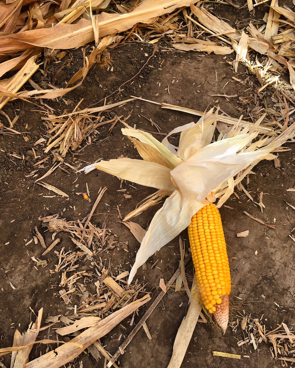 Kellene Stockwell tweet media