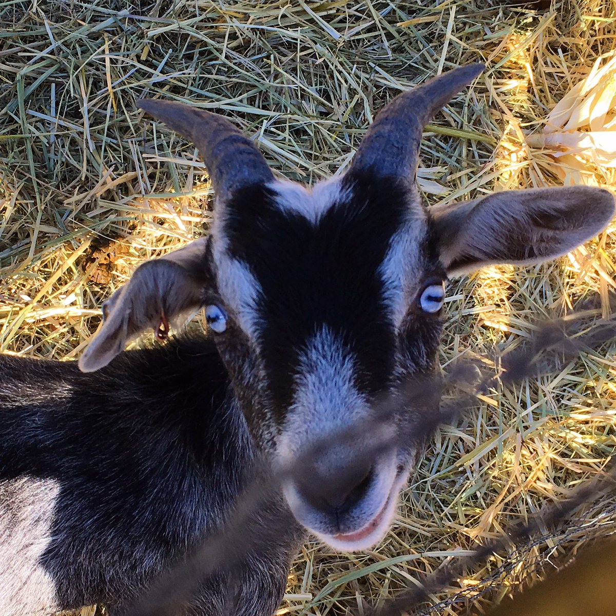 Kellene Stockwell tweet media