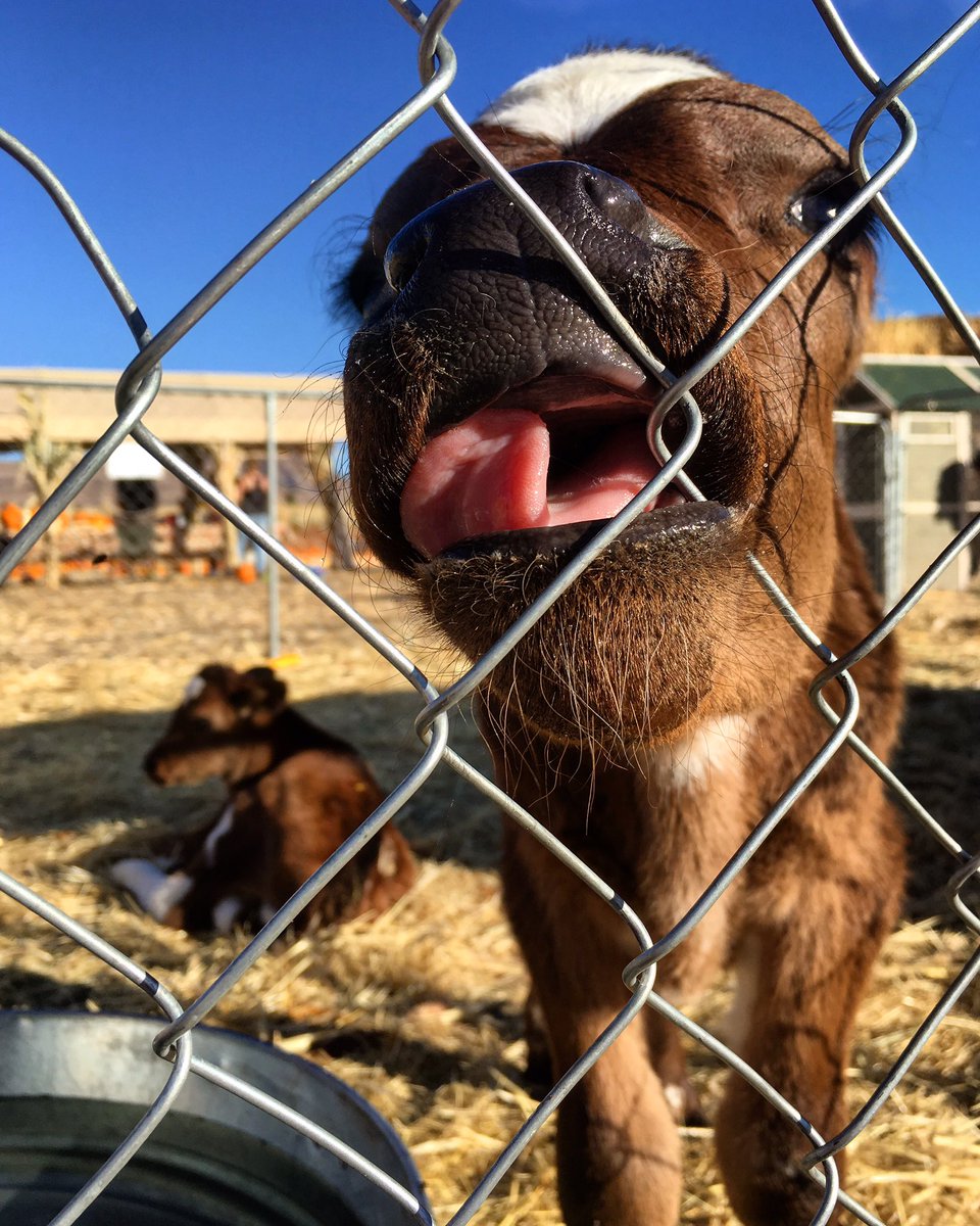 Kellene Stockwell tweet media