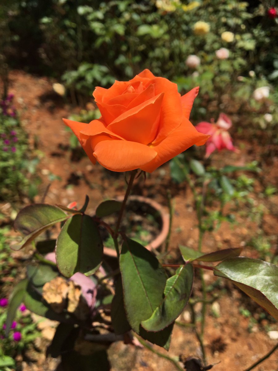 Nipin005S's tweet photo. https://t.co/p7qdSEWZ26