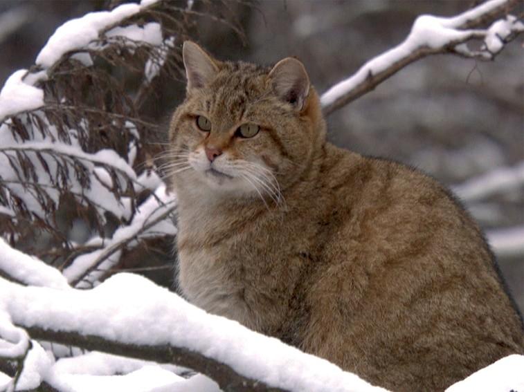NatGeoAnimals's tweet image. Cats are the ultimate solo hunters, even in desolate habitats #UltimatePredator 10/9c