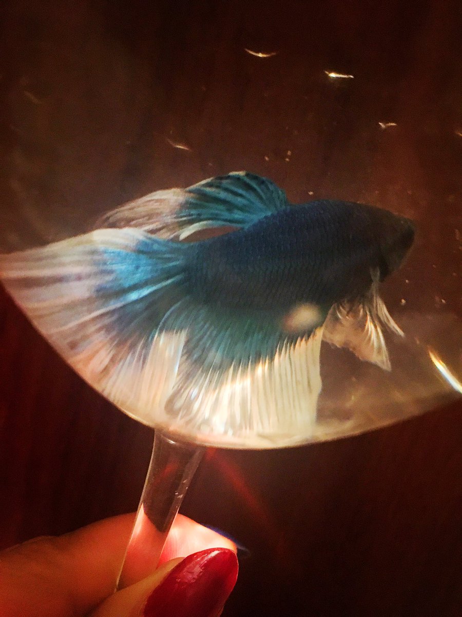 牡丹 今年の夏に何度も熱帯魚屋さんに行っていたの覚えてる方いるかしら 実はずっとベタ を探していて 昨日ようやく運命のコに出会いました ベタ育成キットが届くまではワイングラスに住んでもらいます 白と透明のヒレが美しいコ
