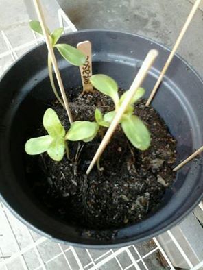 InfinityRelief's tweet image. Girasoles