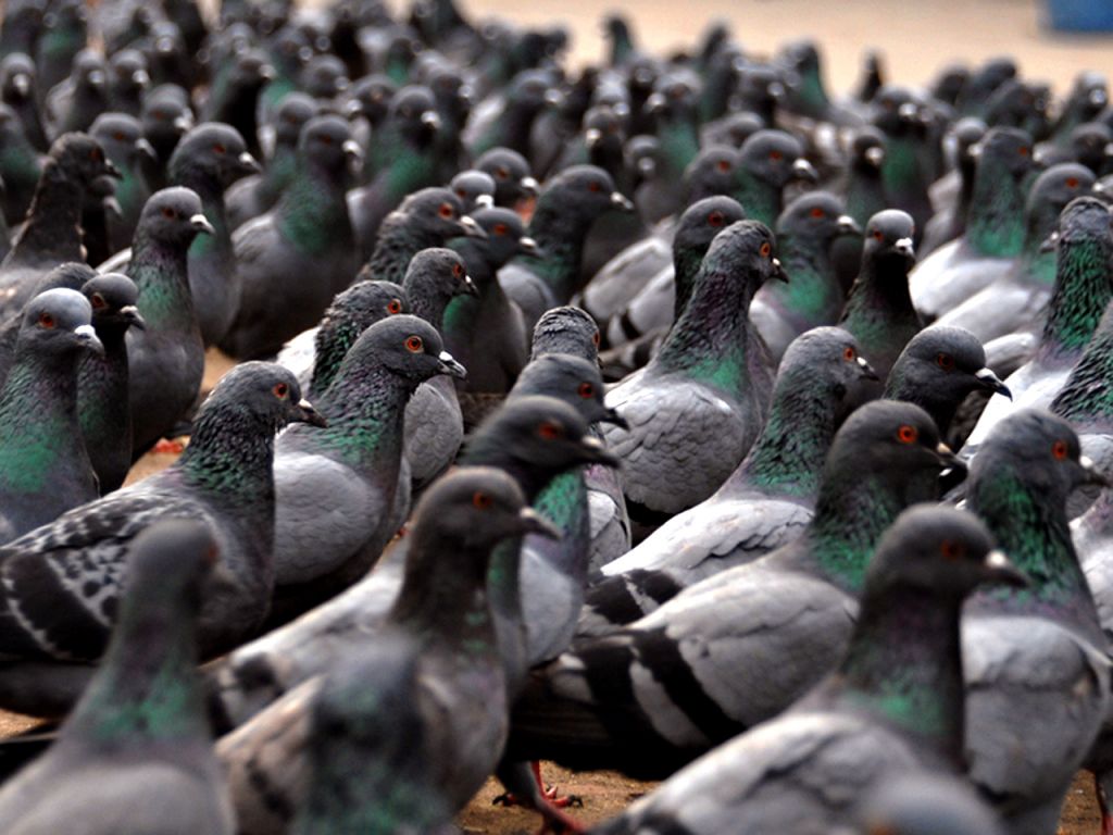 150 Pakistani pigeons were detained in India on suspicion of espionage 150 Pakistani pigeons were detained in India on suspicion of espionage