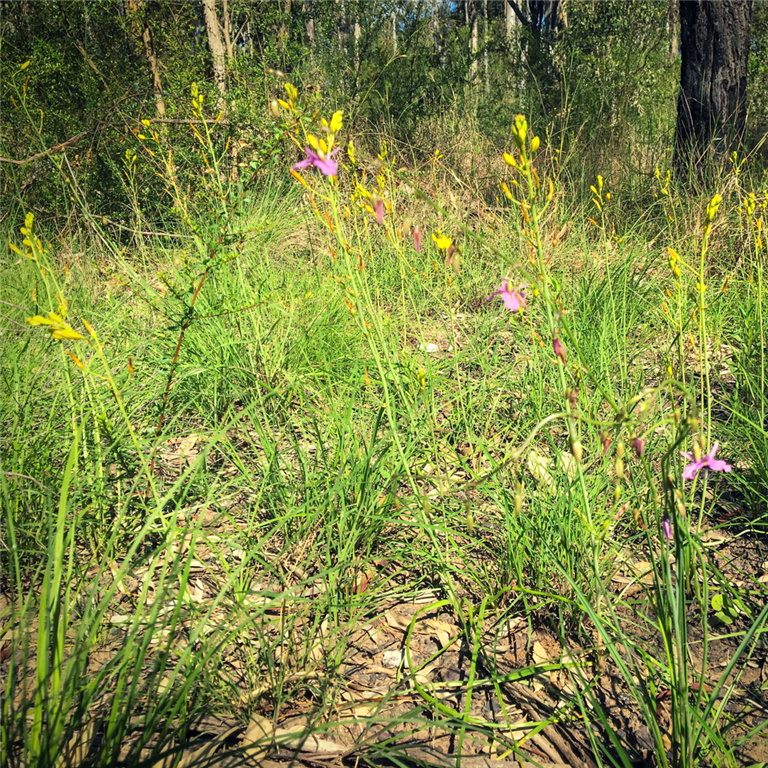DragonflyEnv's tweet photo. Golden Lilies coming into flower at our Project of the Month site in Doonside Crescent Reserve.
#goldenlily #flowers #blooming https://t.co/t8pCsQhYgz