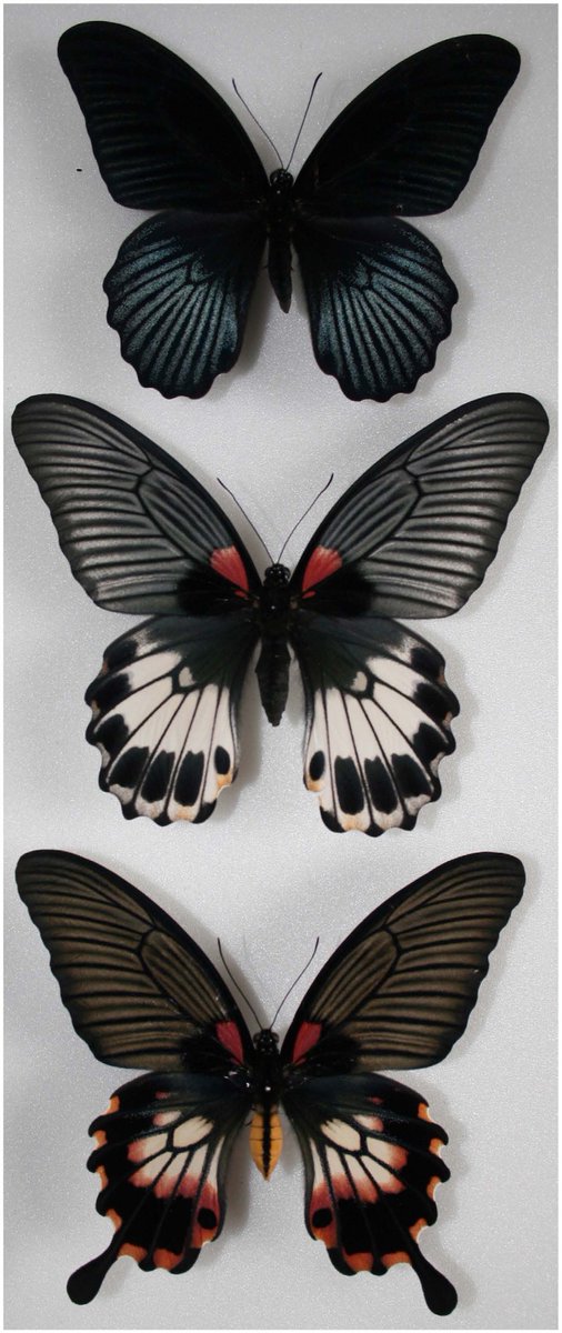 Tkobayashi 論文メモ ナガサキアゲハのメス限定ベイツ型擬態の遺伝的基盤 近縁なシロオビアゲハ同様 Dsx遺伝子上で 擬態型 非擬態型に対応したアリルを特定 しかしその塩基配列は両種で異なり 擬態多型のアリルが独立に分化した可能性を示唆