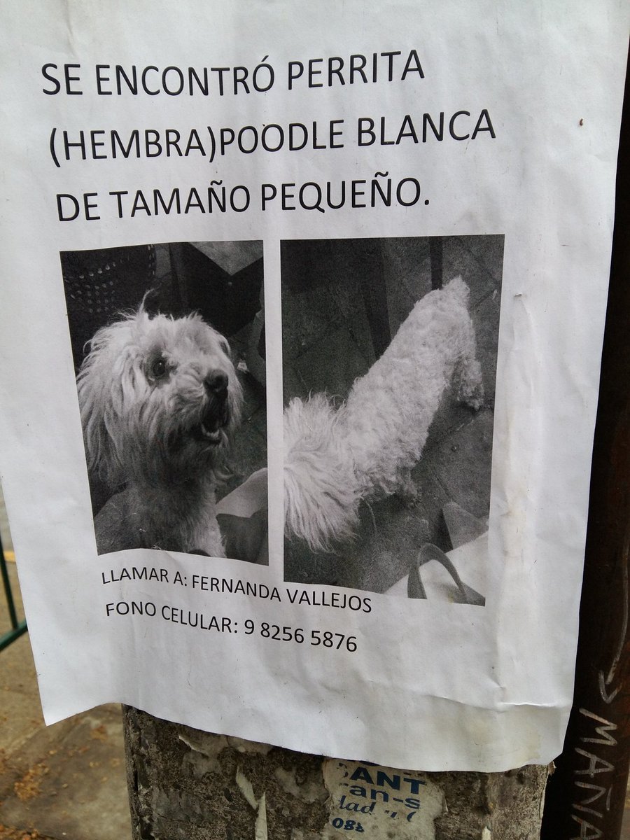 En la calle encontré este aviso, perrita Poodle encontrada,busca a sus padres humanos, teléfono en la foto . Urgente