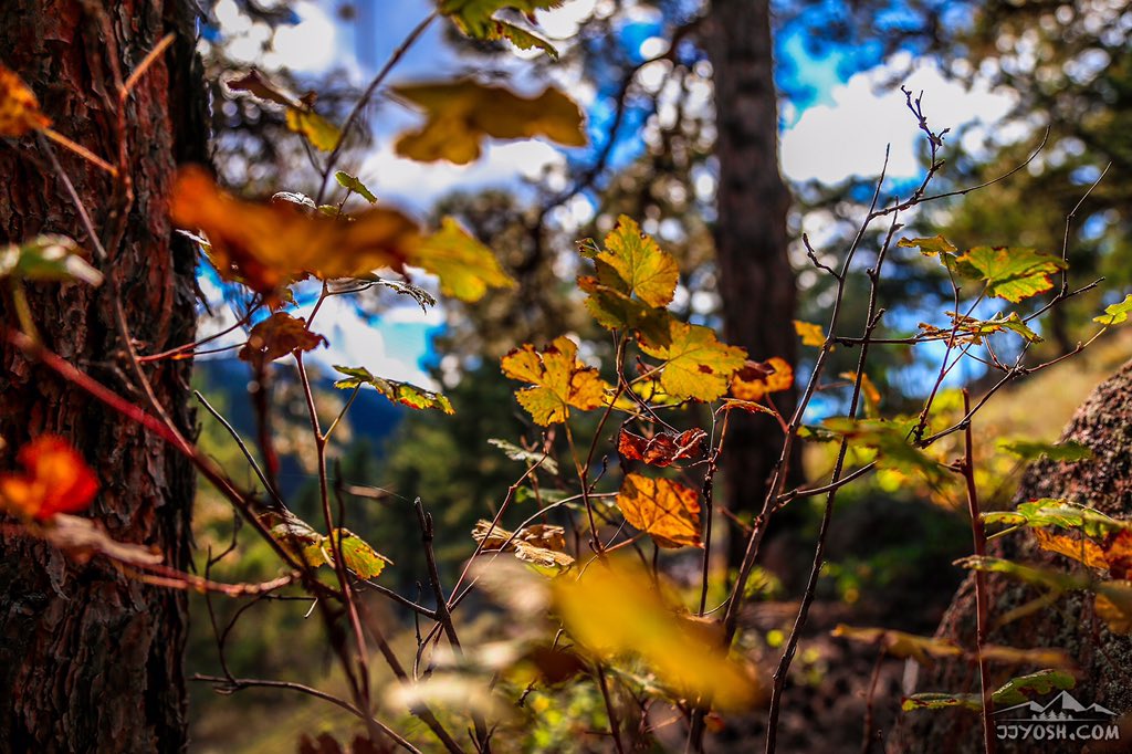Fall is here &amp; with it the gradient of nature's paints!
