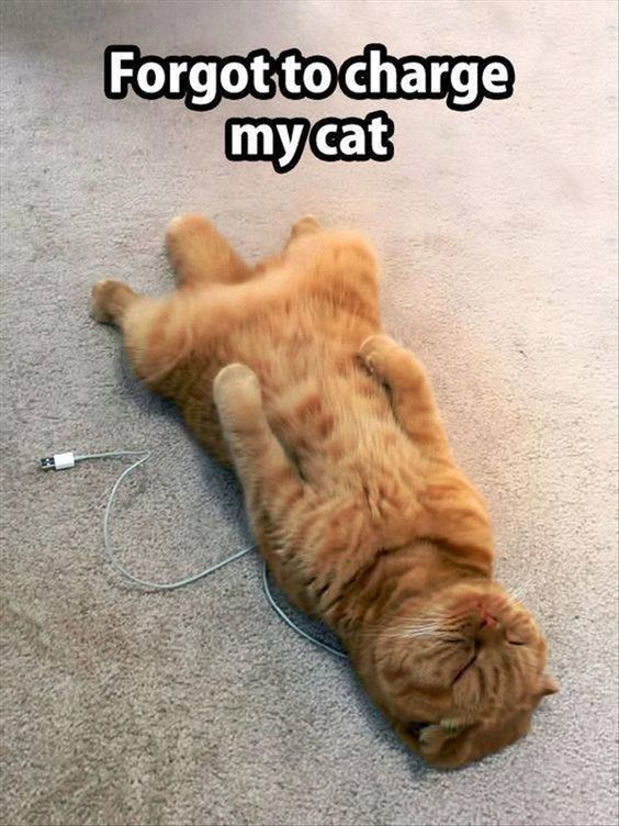 myfriend_bella's tweet photo. LOL
https://t.co/KWIH109NMN
#dogs #cats #adventure #journey #travel #tourism #animals #cell_phone #golden_retriever #Bellas_Big_Adventure https://t.co/LN7YHRfqOt