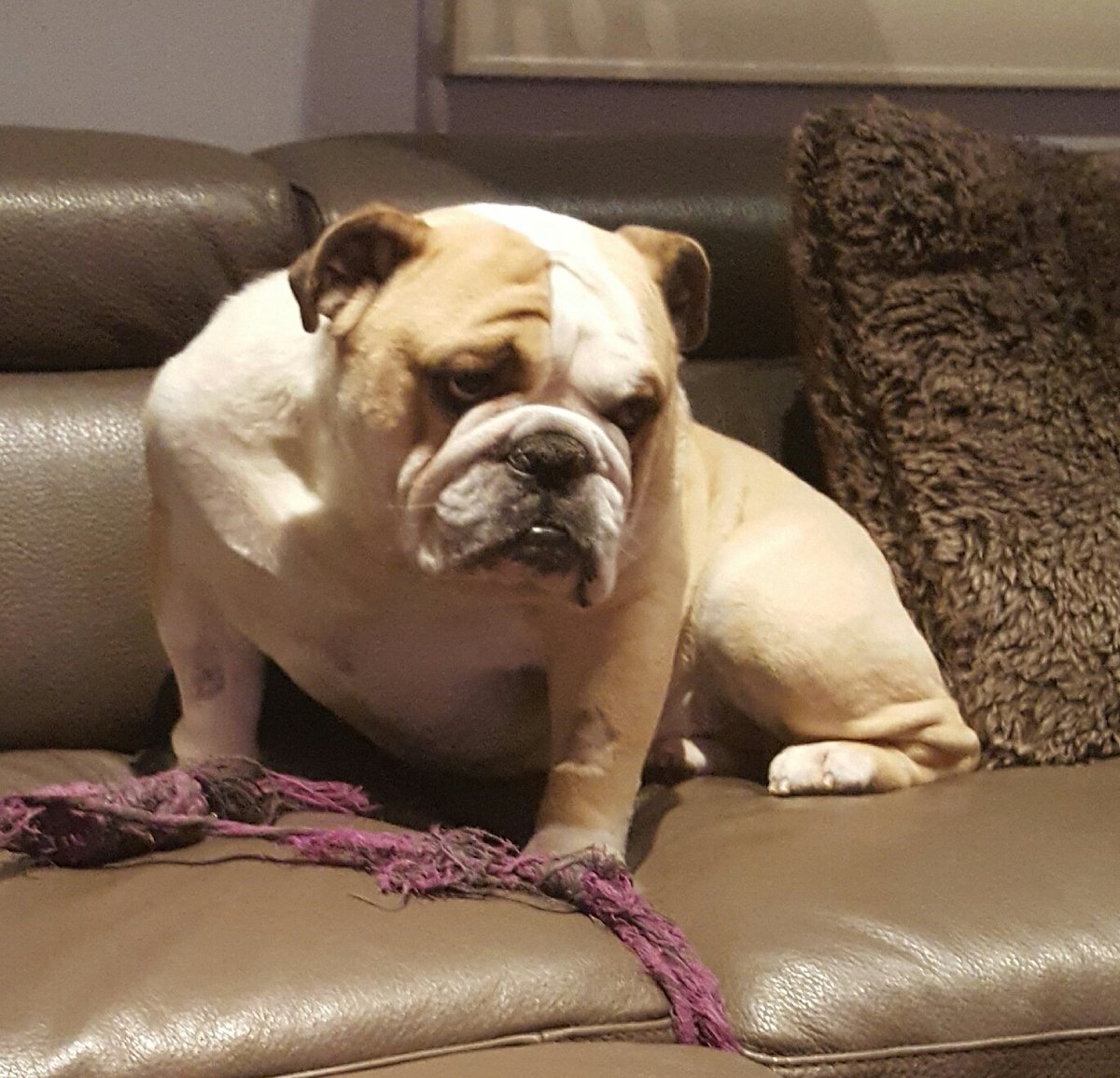 Took the bulldog in today to be neutered. He just seems so disappointed and pissed at me. #bulldogs #lovemydog #monkey #bigboydog #love