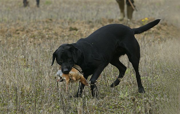 TheFieldmag's tweet photo. The etiquette for picking up. Vital knowledge for the season https://t.co/vFYkDEVW63 https://t.co/Cvda6x9R27
