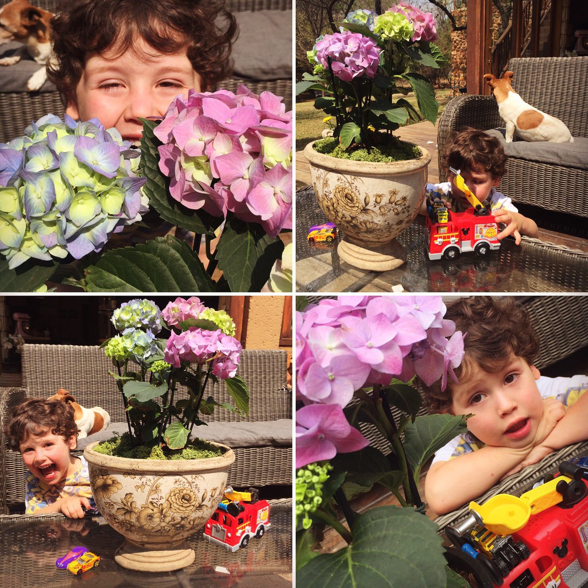 My gorgeous boy helping me water my hydrangeas with his #MickeyMouse firetruck