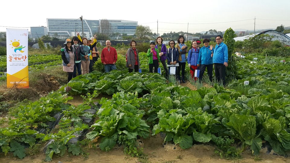 성남시 방문보건센터  힐링센터 늘해랑에서는
초.중기 암환자분들이 직접 텃밭을 가꾸시는데요.
씨뿌리부터 시작한 배추가 벌써 이렇게나 컸습니다. #성남시