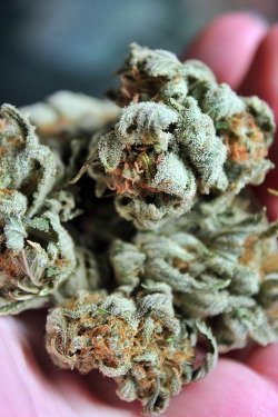 evogrun's tweet photo. Hoy en #ComoSeHace
Necesitaras #semillas - #Evogrun
https://t.co/wnWtXJCNjp
Y un poco de #autocultivo - #Supacrop
https://t.co/O86enZBZiW https://t.co/1PuMBDfZTA