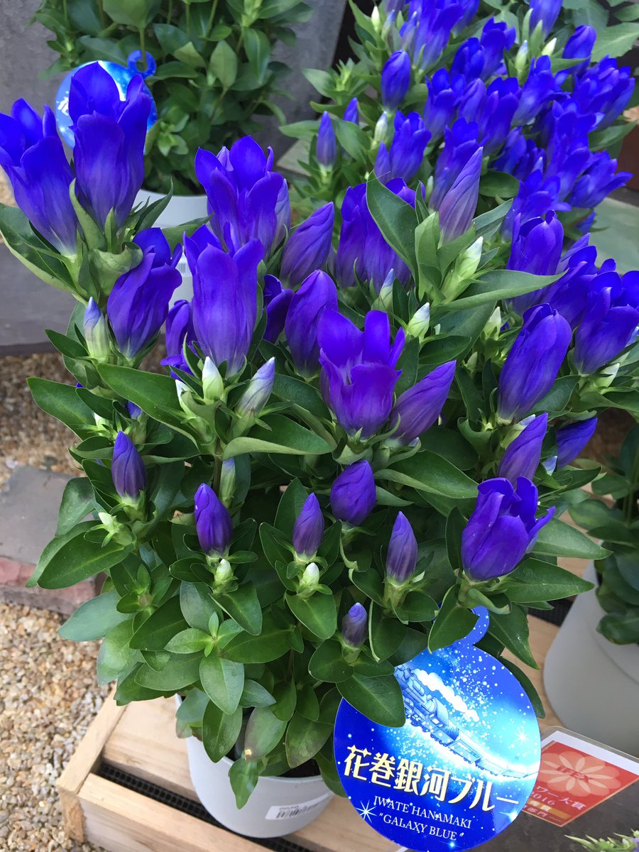 協 川口園芸販売 リンドウ 花巻銀河ブルー とっても綺麗な青色です 人気の商品なので 次の入荷はないかもっ この機会に手にしてみては 川口園芸販売 入荷情報 りんどう 花巻銀河ブルー T Co Voslkhu4fc Twitter