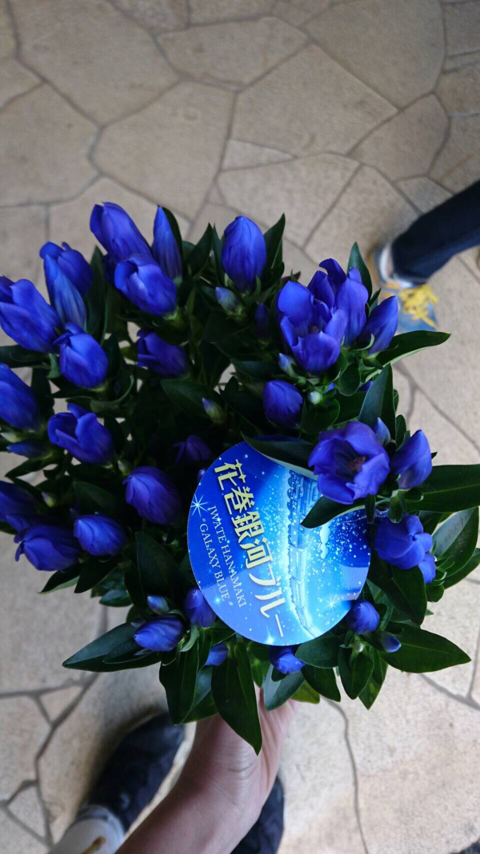 協 川口園芸販売 リンドウ 花巻銀河ブルー とっても綺麗な青色です 人気の商品なので 次の入荷はないかもっ この機会に手にしてみては 川口園芸販売 入荷情報 りんどう 花巻銀河ブルー T Co Voslkhu4fc Twitter