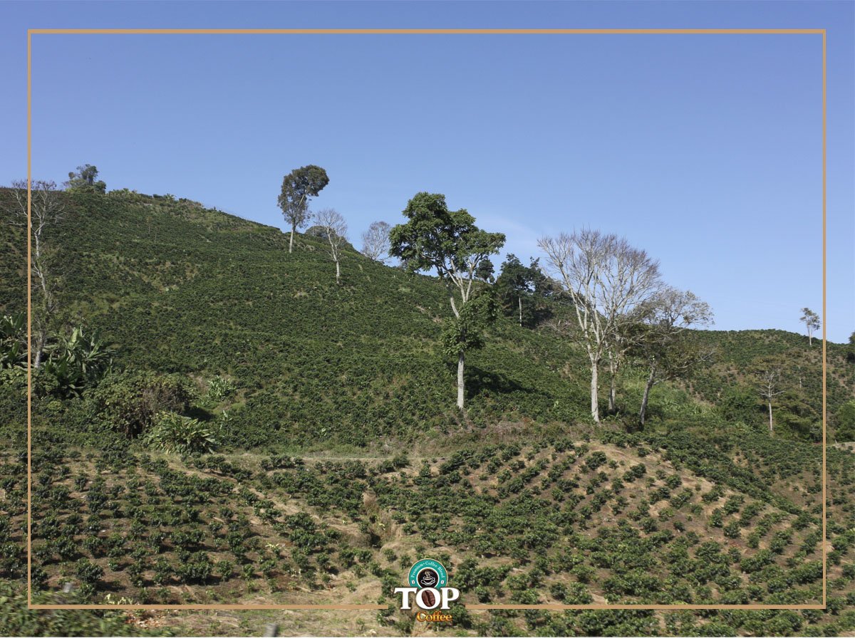 Tanaman kopi bisa tumbuh subur di daerah yang dijuluki Coffee Belt, yaitu satu deretan dengan kondisi alam yang cocok ditumbuhi tanaman kopi