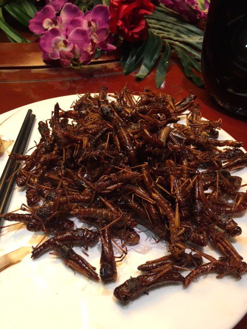 StevenIrvineWiC's tweet photo. On the menu at family banquet in Shandong last week. Yes, locusts. And no, they don’t taste like chicken... https://t.co/X43f0qcaVV