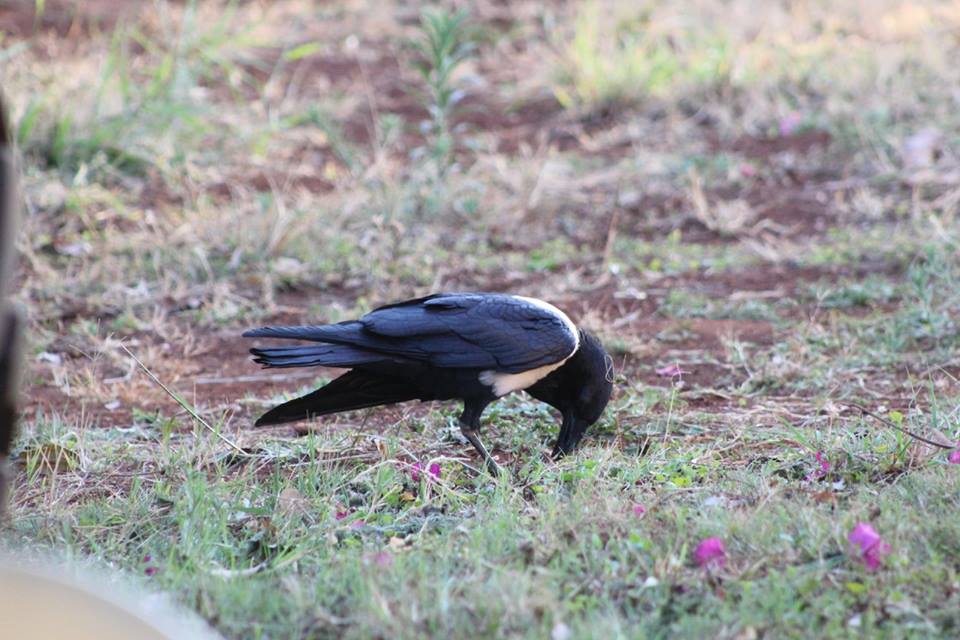 holiday_safari's tweet photo. #Travelers #TravelTuesday #travelwithopera #birdslife #birds https://t.co/36534boRex