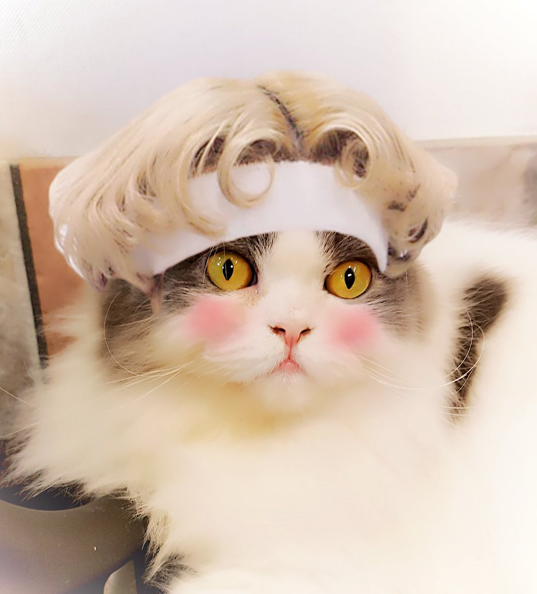 ちゅるちゅるらんど Twitter Search