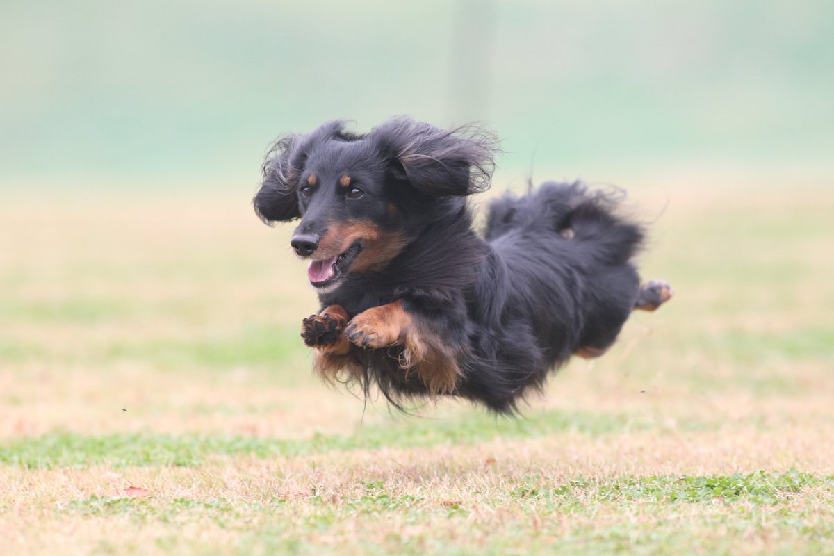飛行犬 空飛ぶわんこphoto 空飛ぶわんこ ペタッと飛行犬 ミニチュアダックスのぽろんくん 飛行犬 飛行犬撮影会 空飛ぶわんこ 飛行犬 空飛ぶわんこphoto 空飛ぶわんこ ペタッと飛行犬 ミニチュアダックスのぽろんくん 飛行犬 飛行犬撮影会 空飛ぶわんこ