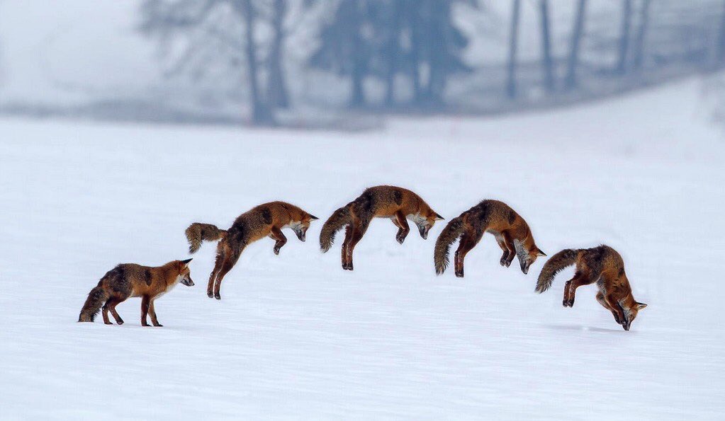 Ken je @joynbelgium al? Quick Brown Foxes stond mee aan de wieg van deze digitale klantenkaart. #LiveTheCity quickbrownfoxes.be/groots-denken-…