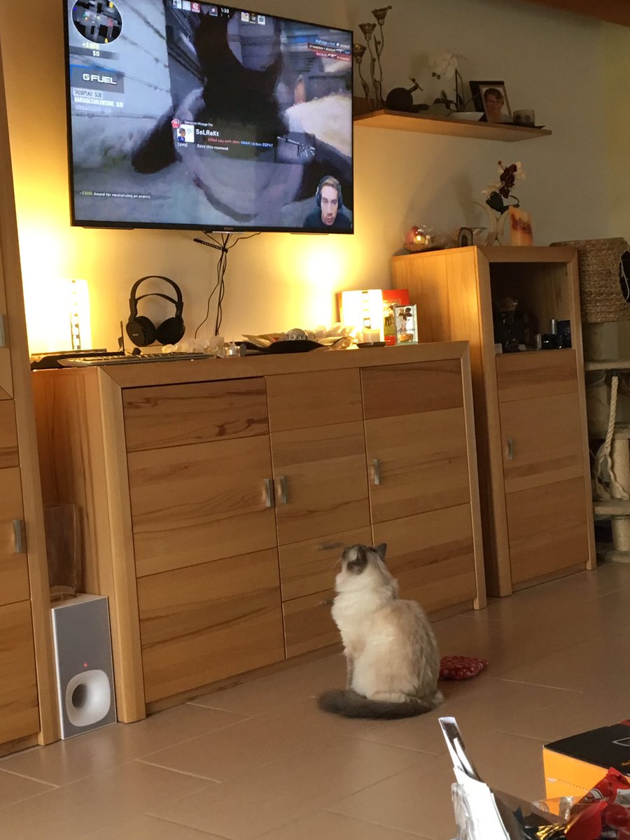 coco1_st's tweet photo. Meine Katze findet dich cool sie schaut dir zu ππ» @Mrtweeday #mrtweeday https://t.co/GcfC1aiVdc