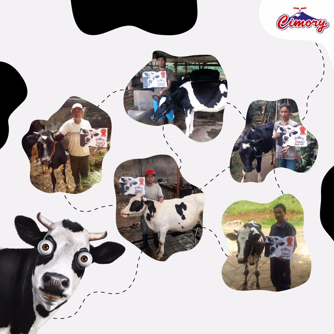 Cimory's tweet photo. Ini dia sapi-sapi yang didonasikan sapi untuk para peternak Cimory! Hayo, tebak siapa aja nama sapi-sapi dan peternaknya? #MenanginSapi https://t.co/c991lkHXgp