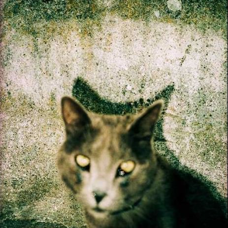 MurmureCulture's tweet image. A Toulouse, pas de ronrons pour la culture ;)
[ Nouveau programme ] murielmolinier.wixsite.com/murmure/evenem…