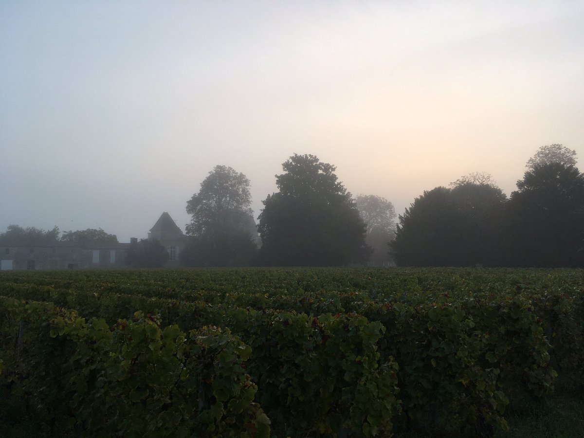 MJPerromat's tweet photo. Une belle journée de vendanges qui débute dans la brume #ArmajanDesOrmes @SweetBordeaux @sauternesbarsac https://t.co/2y0en5GRIj