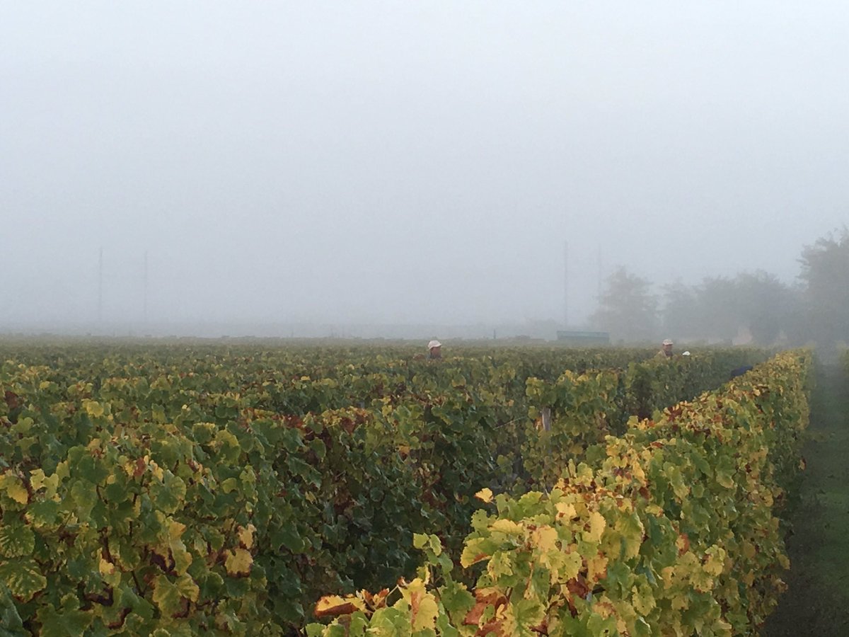 MJPerromat's tweet photo. Une belle journée de vendanges qui débute dans la brume #ArmajanDesOrmes @SweetBordeaux @sauternesbarsac https://t.co/2y0en5GRIj